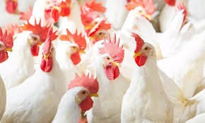 പക്ഷിപ്പനിയെ ഒന്നും പേടിയില്ല; പുതുവത്സരത്തിന് മലയാളികൾ കഴിച്ചത് 31.64 ലക്ഷം കിലോ കോഴിയിറച്ചി