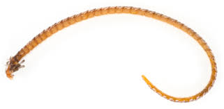 Image result for Cosmorhoe ocellata