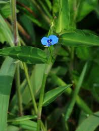 Image result for Commelina diffusa