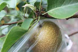Check spelling or type a new query. Bagging For Bug Free Fruit