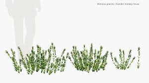 Image result for Mimulus gracilis