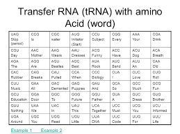 Example 1 Dna Triplet Mrna Codon Trna Anticodon