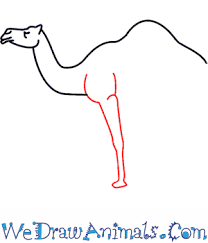 Fortunately, learning to draw this interesting animal isn't as difficult as it might seem. How To Draw A Camel