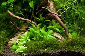 Image result for Stolzia repens