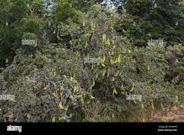 Image result for Cadaba farinosa