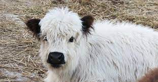 Mini Cows Are The Fluffy Adorable Pet Taking Animal Lovers By Storm
