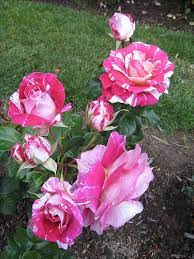 Neil Diamond Hybrid Tea Hybrid Tea Roses Tea Roses Rose