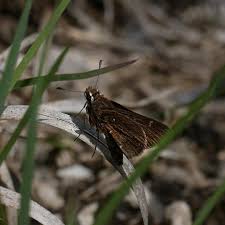Image result for Arthropteris anniana