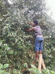 Menurut cicit chun seng, chung ting bun, 70, moyangnya membawa benih pokok durian kunyit semasa beliau. Pemeliharaan Pohon Durian Super Agar Tanaman Subur Durian Melimpah