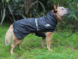 Hurtta Summit Parka From Dogs Outside In New Zealand