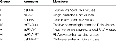 The ssrna viruses belong to class iv or v of the baltimore classification. Virus Classification System Baltimore Groups Download Table