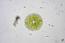 Image result for Micractis