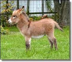 35 Donkeys Ideas Donkey Animals Animal Pictures