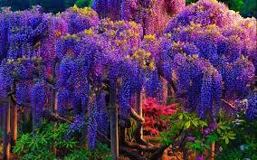 Wisteria Tree Beautiful Tree Tree Hd Wallpaper