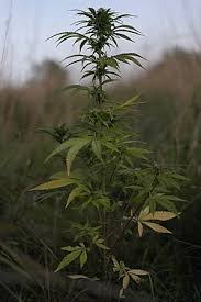 Image result for Cannabis sativa