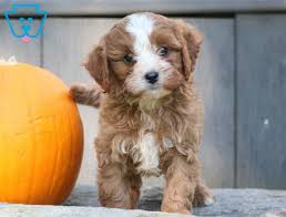 The cavapoo is a social breed that requires significant amounts of attention, so they're not a good choice for people who are away from home frequently or for long periods of time. Cavapoo Puppies For Sale Puppy Adoption Keystone Puppies