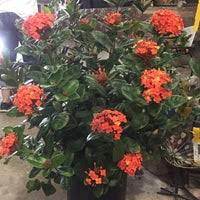 Pick plants that are safe for everyone in your family… read more about plants Maas Nursery 8 Tips