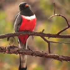 Birds Of Southern Arizona Southern Arizona Trogon Beautiful Birds Animals Fauna