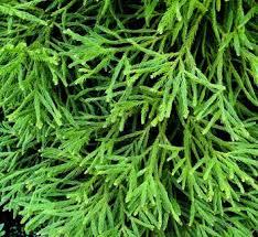 Image result for Cryptolepis hypoglauca