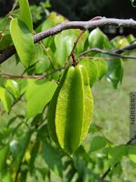 Starfruit is an odd shaped fruit with a sweet flavor. Sweet Star Fruit Tree Averrhoa Carambola Kens Nursery