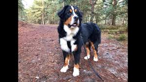 This post may contain affiliate links. Guinness 11 Month Old Bernese Mountain Dog 2 Weeks Residential Dog Training Youtube