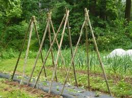 We made our first bean pole teepee 8 years ago when maia was a toddler and i was obsessed with roots, shoots, buckets & boots. Grow Beans In This Year S Garden Finegardening