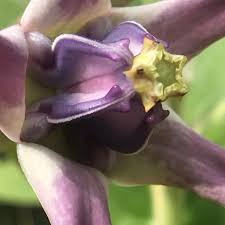 Image result for Calotropis gigantea