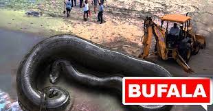 Si tratta della seconda più grande foresta tropicale del mondo. Bufala Ritrovato Sulle Sponde Del Lago D Iseo Il Piu Grande Serpente Del Mondo Il Blog Di David Puente