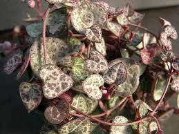 Image result for Ceropegia crassifolia