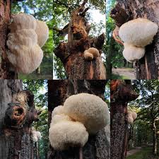 But what is the best way to cook and enjoy a lion's mane? How To Forage Cook And Eat The Medicinal And Delicious Lion S Mane Mushroom One Green Planet
