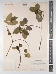 Image result for Spirostachys