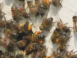 The latest tweets from the bee pole (@thebeepole). Bee Pollen An Overview Bee Culture