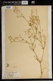 Image result for Gisekia africana