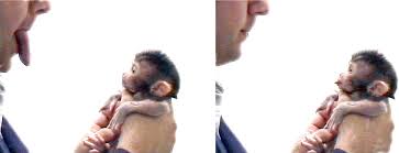 We did not find results for: Monkey See Monkey Do Wikipedia