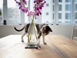 Orchid orchid handbouquet orchid garland cut orchid arrangement artificial orchid live phalaenopsis orchids. Blooms For Rooms Pet Safe Plants And Flowers Realestate Com Au