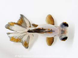 What kind of fish is a panda telescope? Telescope Butterfly Goldfish Panda Male 4 4 5 Inches 0419bflgtf445m691 Goldfish Island