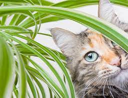 Just gotta be careful as to what kind of spider it is. Why Do Cats Eat Plants And Should I Be Worried
