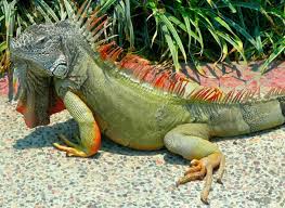 Camel carabou cat caterpillar chickadee chicken chipmunk clam cow crab crocodile thats all i can think of. Iguana Is Reptiles Whose Characteristics Include It S Strong Legs And A Tail It Has Many Shades Of Colors Iguana Has An Excellent Green Iguana Iguana Lizard