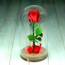 To find those responsible who murdered her parents years ago. Rosa De La Bella Y La Bestia Floristeria En Leon Las Flores Son El Mejor Regalo Leon