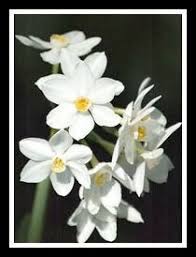 Greek Mythology Narcissus And Echo Interpretation And Psychoanalytical Corollaries Birth Flower Tattoos Narcissus Narcissus Tattoo