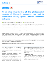 Image result for Marsdenia macrantha