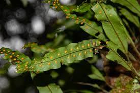Image result for Pleopeltis macrocarpa