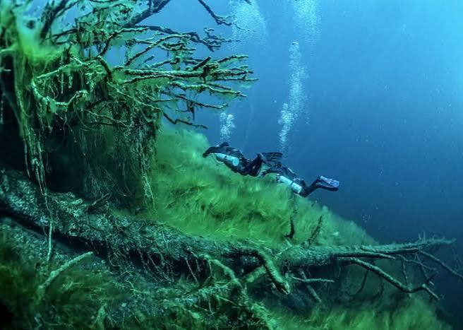Underwater Diving in Lake Kaindy, Saty, Kazakhstan | River underwater,  Bottom of lake, Underwater view of