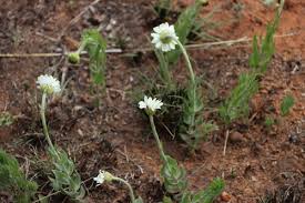 Image result for Callilepis laureola