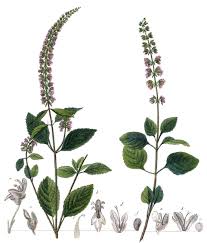 Image result for Platostoma montanum