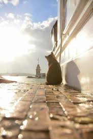 Istanbul Kedi Manzara Resimler