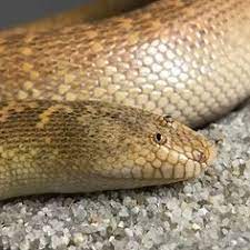 Arabian Sand Boa Harmless Snakes