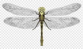 Image result for Pterygota