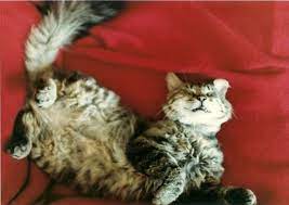How To Remove Knots And Tangles From Long Cat Fur Purrfect Love Cat Furry Long Cat Cat Fur