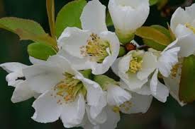 Image result for Chaenomeles japonica